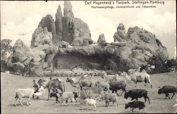 Postcard Hamburg Eimsbüttel Stellingen, Carl Hagenbeck's zoo, hay eater enclosure, lion gorge