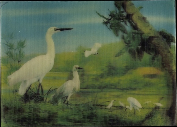 3-D Postcard White Cranes