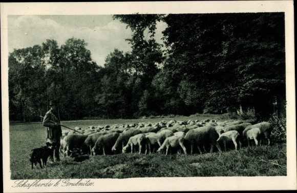 PC Grubnitz Bennewitz in Saxony, shepherd with flock of sheep and herding dog