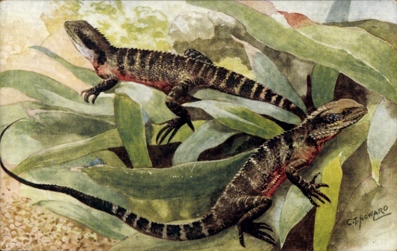 Artist PC Howard, CT, London Zoological Garden, Water Lizards