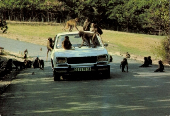Ak Safari Park du haut Vivarais, auto, bavianen