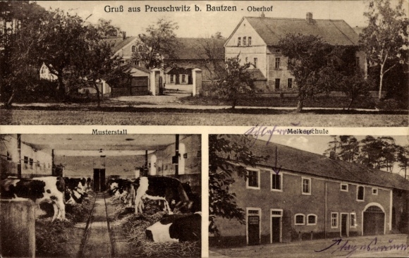 Ak Preuschwitz Doberschau in Oberlausitz, groeten uit Oberhof, modelstal, melkschool