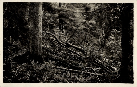 Postcard Lindberg Bavarian Forest Lower Bavaria, Großer Falkenstein, Höllbachgspreng primeval forest