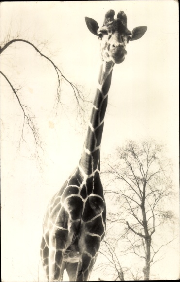 Postcard Giraffe looking down at the camera