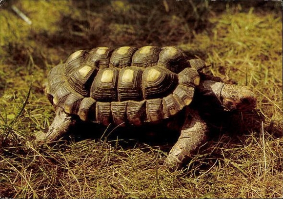 8 old Postcard reptiles, snakes, lizards, turtles