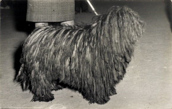 Foto Hund, Komondor, Hundeausstellung, Portrait
