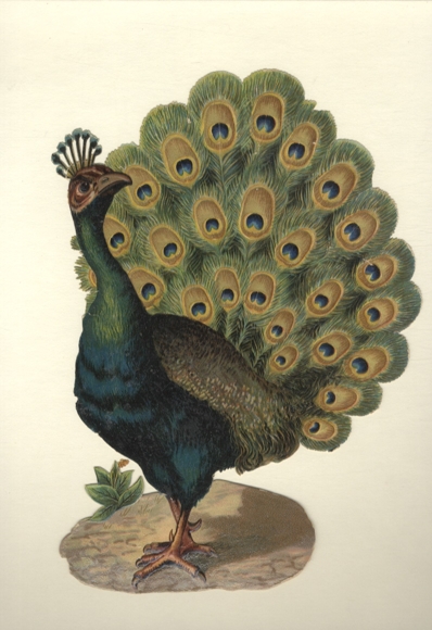 Wafer peacock with raised wheel, size approx. 24.5 x 16 cm