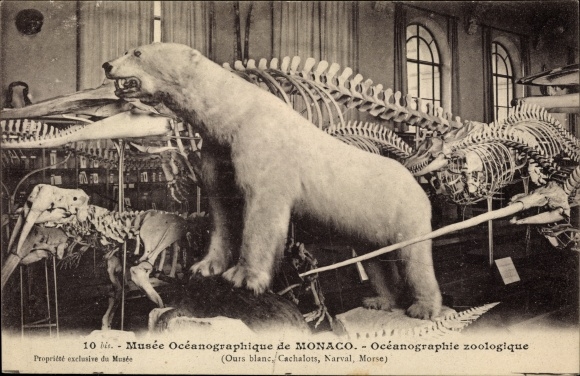Postcard Monaco, Oceanographie zoologique, polar bear, dinosaur, skeleton