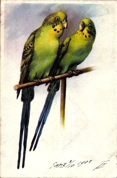 Artist Postcard Two green budgies on a stick