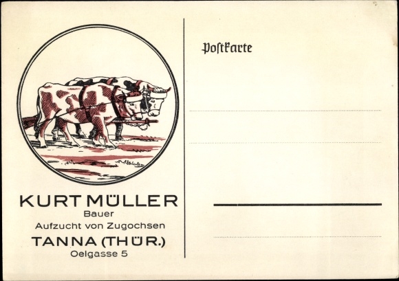 Ak Tanna Saale Orla Kreis, Kurt Müller, Bauer, Aufzucht von Zugochsen