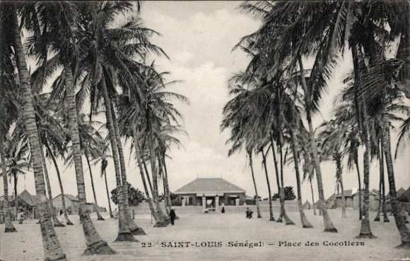 Ak Saint Louis Senegal, Palmen, Platz der Kokospalmen, Gebäude im Hintergrund