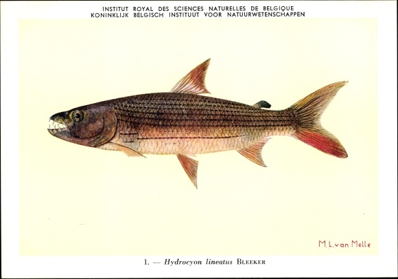 Artist PC Hydrocyon lineatus, tiger fish, Institut Royal des Sciences Naturelles de Belgique
