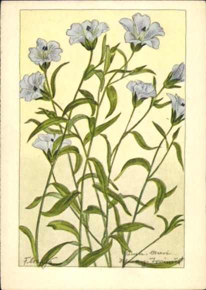Artist Postcard Schwarz-Torinus, Anne-Marie, Flowers