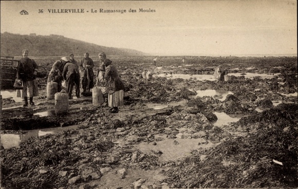 Postcard Villerville Calvados, Ramassage des Moules