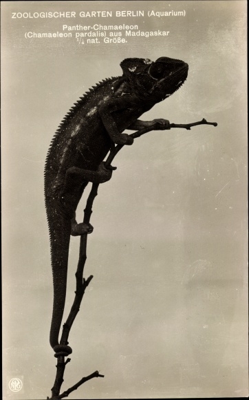 Postcard Zoological Garden Berlin, Aquarium, Panther Chameleon from Madagascar