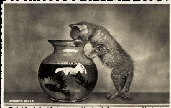 Postcard Young curious cat, fish in aquarium