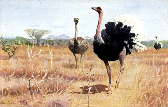 Artist Postcard Australian Ostrich, African Wildlife