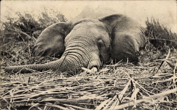 Ak Erlegter Elefant