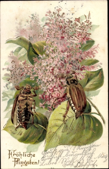 Embossed litho congratulations Pentecost, cockchafer on lilac leaves
