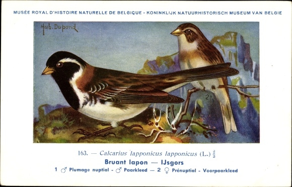 Artist Postcard Dupond, Hub., Bruant Iapon, Ijsgors, No. 163