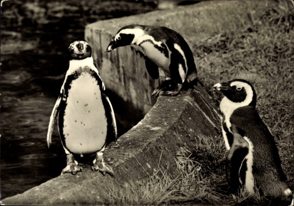 Postcard Three penguins in the zoo