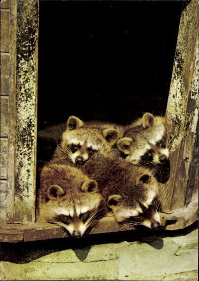 10 old PC bears, raccoons, various views