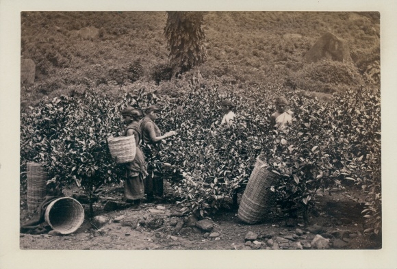 Photo Sri Lanka Ceylon, tea plantation, women harvesters, around 1880