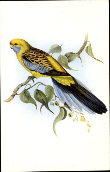 Artist Postcard Gould, J., Platycercus Flaveolus, Straw Parakeet
