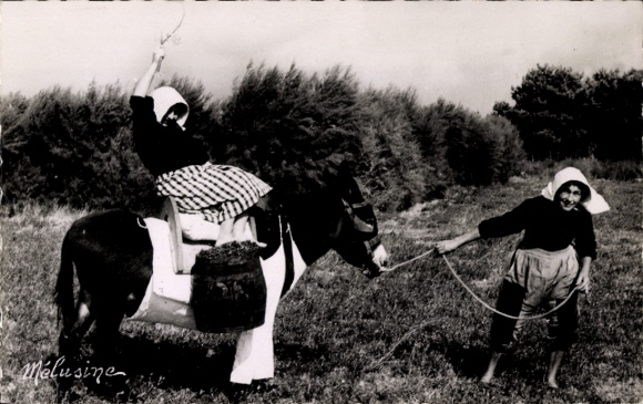 Ak Ile de Ré, Esel mit Hose, Weinlese