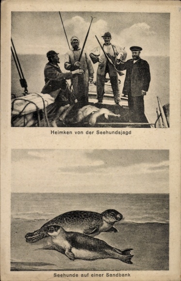 Ak Heimehr von der Seehundsjagd, Robben auf einer Sandbank