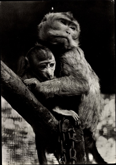 Postcard Java monkey with young animal, Tierpark Pelzmühle Reichenbrand Chemnitz in Saxony