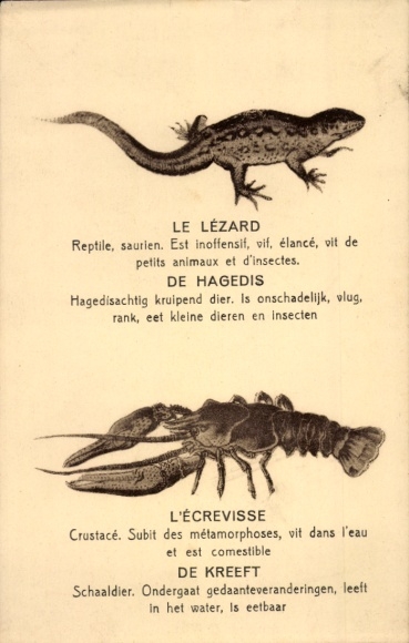 Postcard Le Lezard, Reptile, Saurien, L'ecrevisse, Crustacé