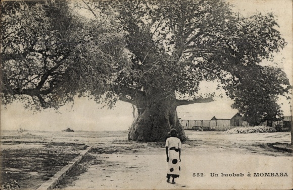 Ak Mombasa Kenia, dorpsgebied, baobab