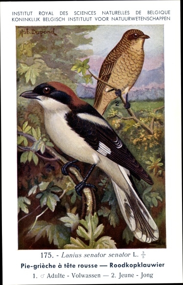 Artist Postcard Dupond, Hub., Pie grieche a tete rousse, Roodkopklawier, No. 175