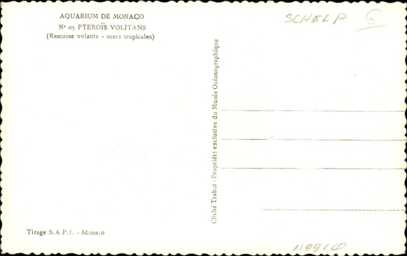 Postcard Pacific lionfish, Pterois volitans, Aquarium Monaco