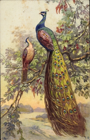 Artist Postcard Peacocks sitting on a branch