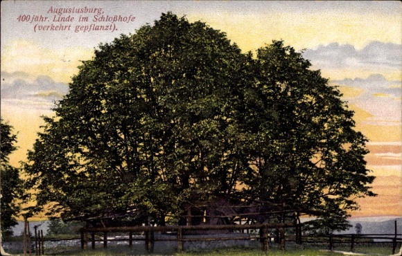 Ak Augustusburg im Erzgebirge, Linde im Schloßhof, 400 Jahre alt, Baum, Landschaft,  