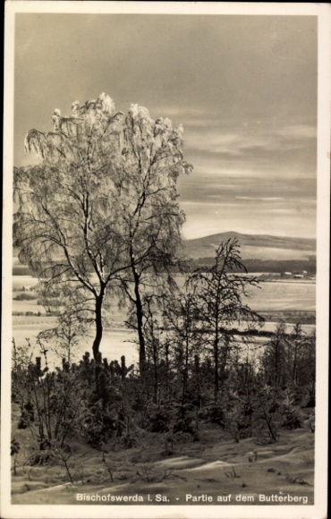 Ak Butterberg Bischofswerda in Sachsen, Baumlandschaft, Frost, Nebel, Butterberg