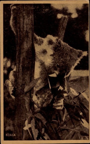 Postcard Koala on the tree, wildlife