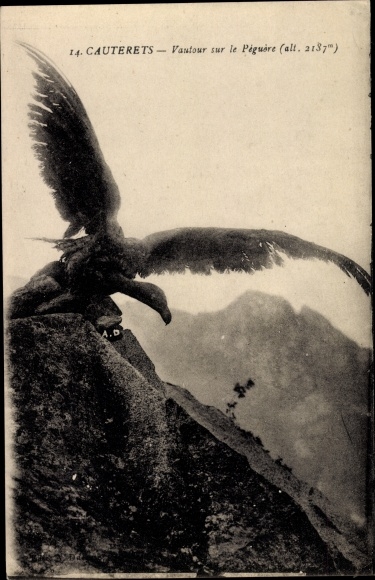Postcard Cauterets Hautes Pyrénées, Vulture on the Peguere, Geier im Gebirge