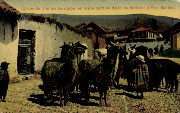 Postcard La Paz Bolivia, llamas on the street in the suburbs of the city