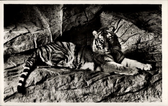 Postcard Hamburg Stellingen, Carl Hagenbeck's Zoo, Tiger