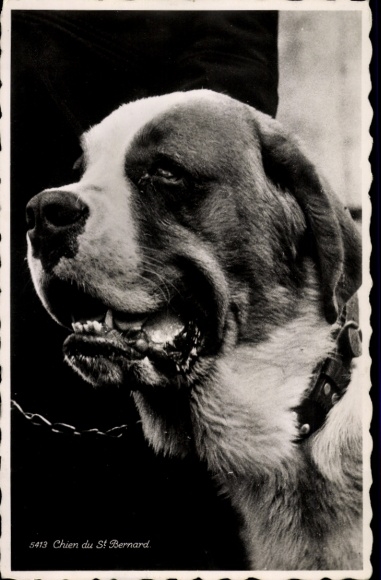 Postcard St. Bernard, dog