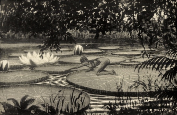 Art Nouveau artist Postcard Fidus, Victoria Regia, charcoal print, pond lilies