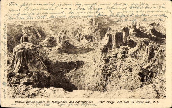 Postcard Bückgen Großräschen Niederlausitz, Ilse mine, fossil tree stumps in the hanging wall of the coal seam