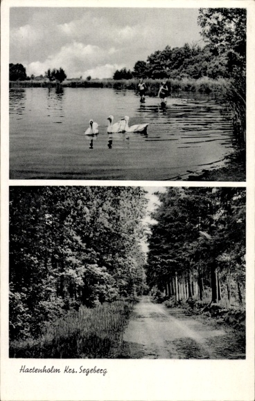 Postcard Hartenholm Schleswig Holstein, Forst, See