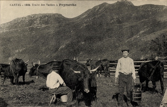 Postcard Cantal, Auvergne, cattle, man milking
