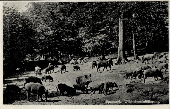 Postcard Spessart, wild boar feeding, forest