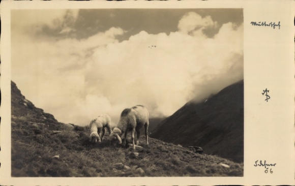 Ak Berglandschaft, Mutterschaf, Lamm