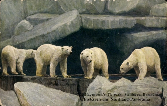 Postcard Hamburg Eimsbüttel Stellingen, Hagenbecks Tierpark, Nordland Panorama, polar bears